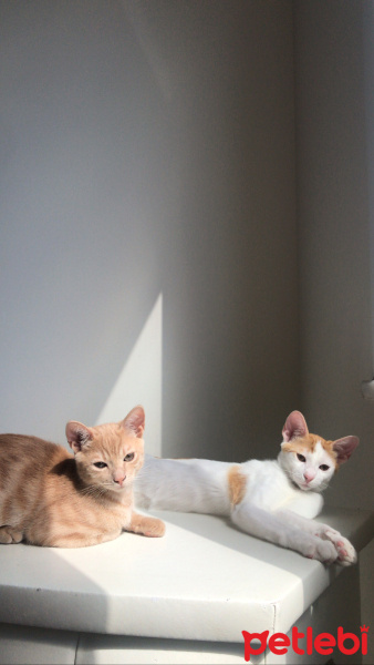 Tekir Kedi, Kedi  Sütlü fotoğrafı