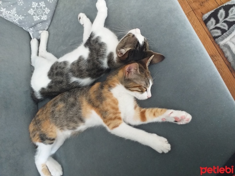 Tekir Kedi, Kedi  Minnos fotoğrafı
