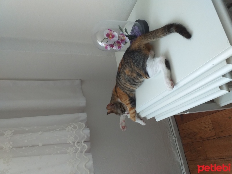 Tekir Kedi, Kedi  Minnos fotoğrafı