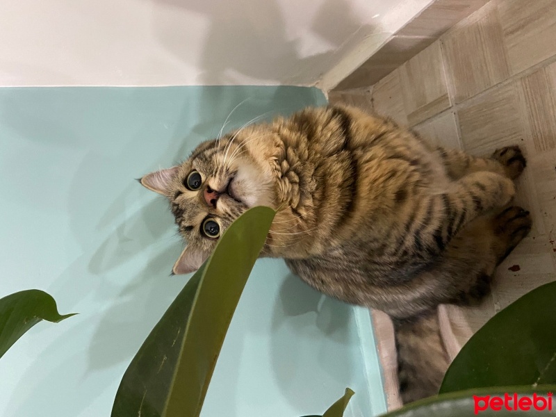 Tekir Kedi, Kedi  Gece fotoğrafı