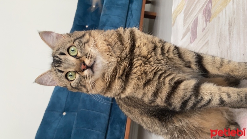 Tekir Kedi, Kedi  Gece fotoğrafı