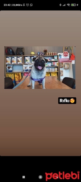 Pug, Köpek  Rıfkı fotoğrafı