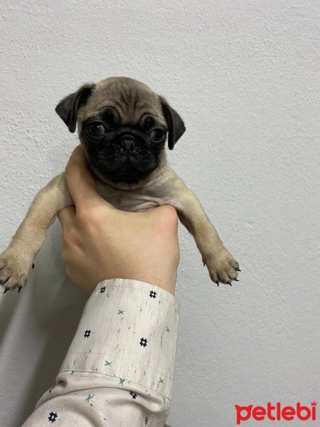 Pug, Köpek  Pug fotoğrafı