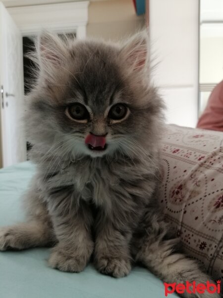 Chinchilla, Kedi  Mithat (mito) fotoğrafı