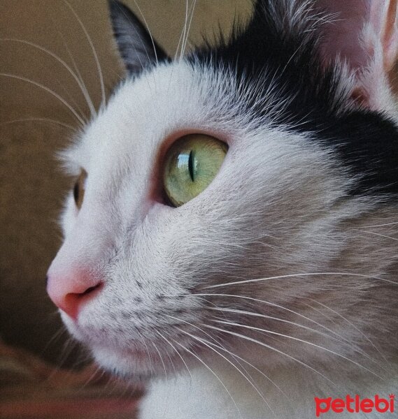 Tuxedo (Smokin) Kedi, Kedi  Leylak fotoğrafı