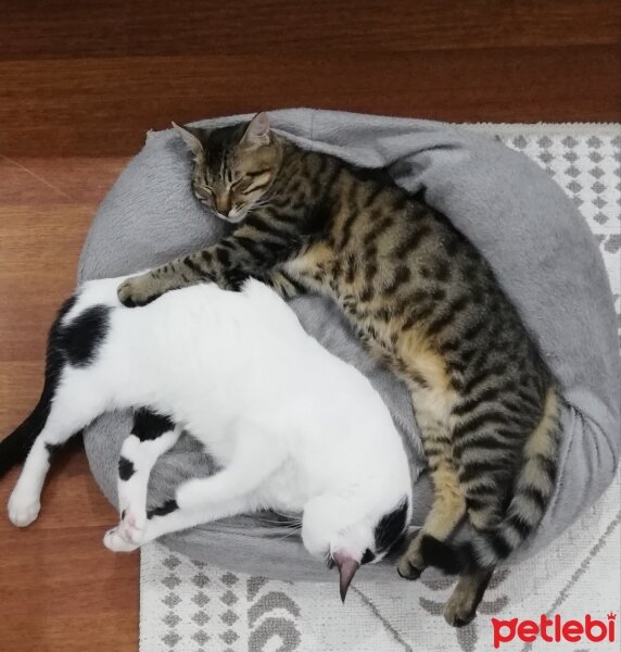 Tekir Kedi, Kedi  Badem fotoğrafı