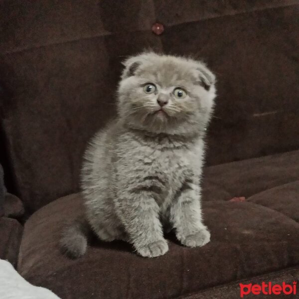 Scottish Fold, Kedi  Miya fotoğrafı