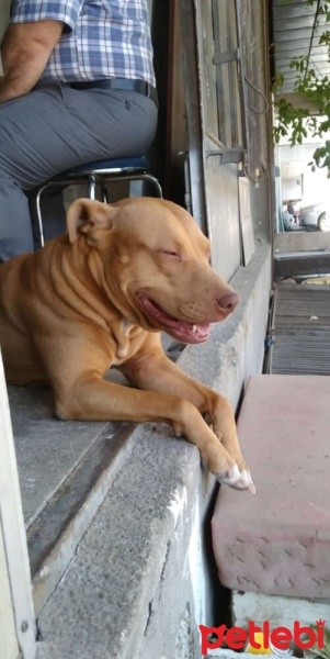Amerikan Pitbull Terrier, Köpek  Lui fotoğrafı