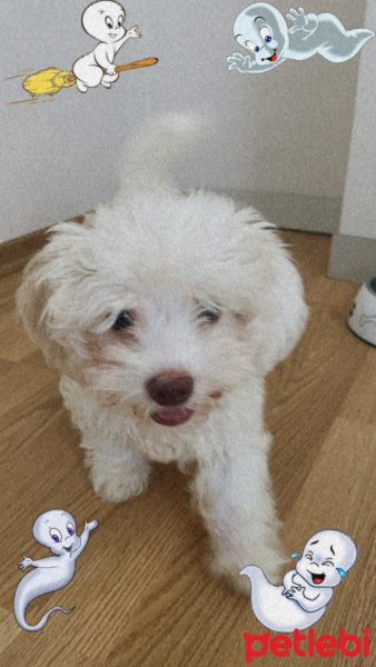 Maltese, Köpek  Casper fotoğrafı