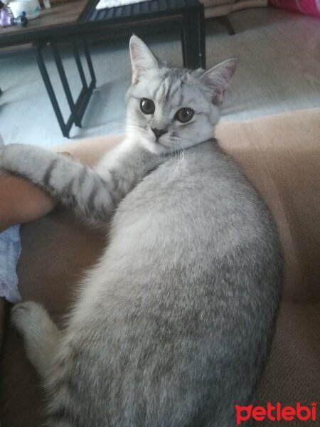 British Shorthair, Kedi  Karam fotoğrafı