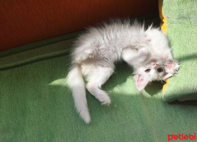 Ankara Kedisi, Kedi  Nola fotoğrafı