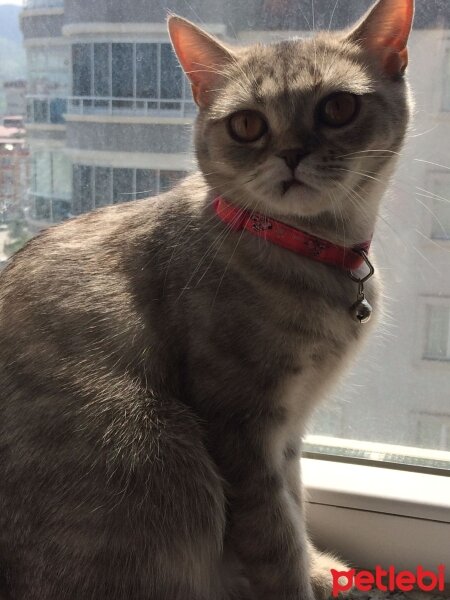 Scottish Fold, Kedi  minnoŞ Akdemir fotoğrafı