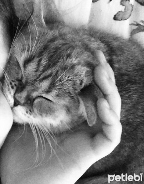 Scottish Fold, Kedi  minnoŞ Akdemir fotoğrafı