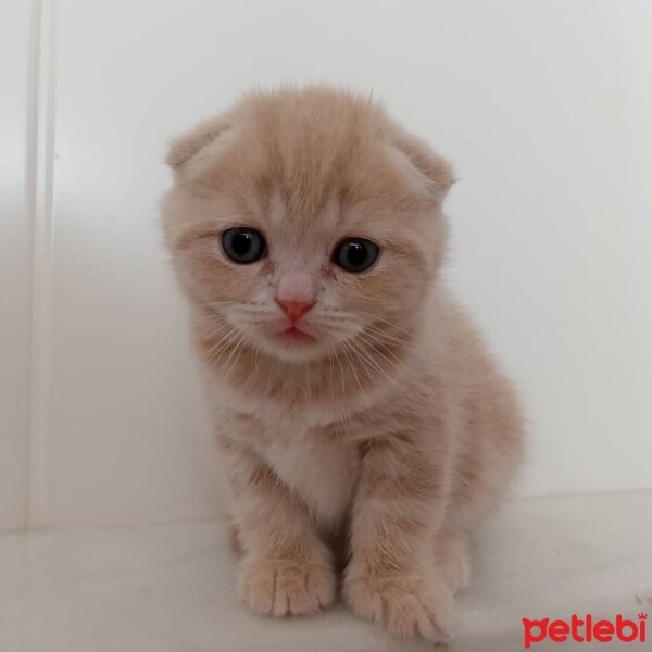 Scottish Fold, Kedi  minnoŞ Akdemir fotoğrafı