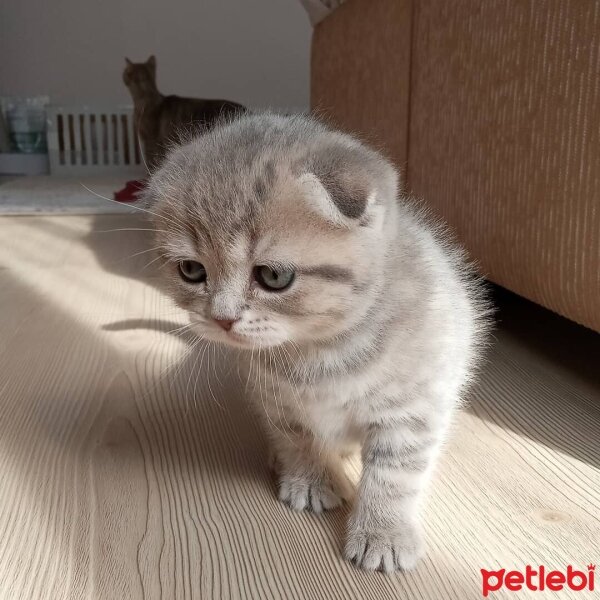 Scottish Fold, Kedi  minnoŞ Akdemir fotoğrafı