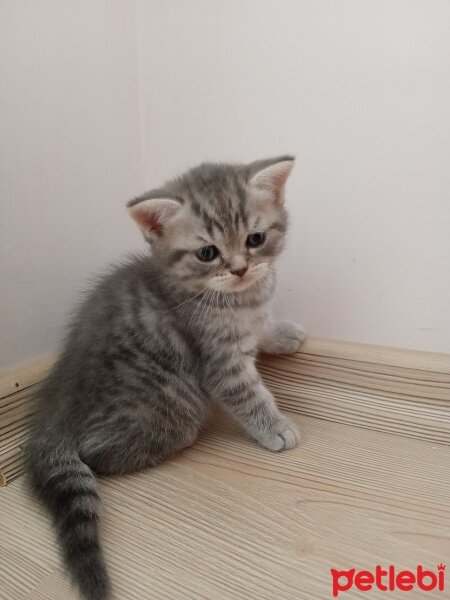 Scottish Fold, Kedi  minnoŞ Akdemir fotoğrafı