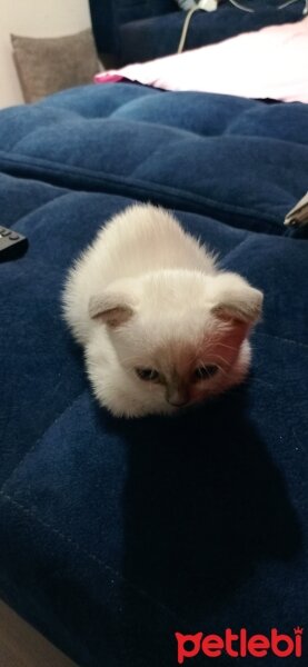 Scottish Fold, Kedi  Pati fotoğrafı