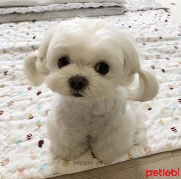 Maltese, Köpek  PUKY fotoğrafı