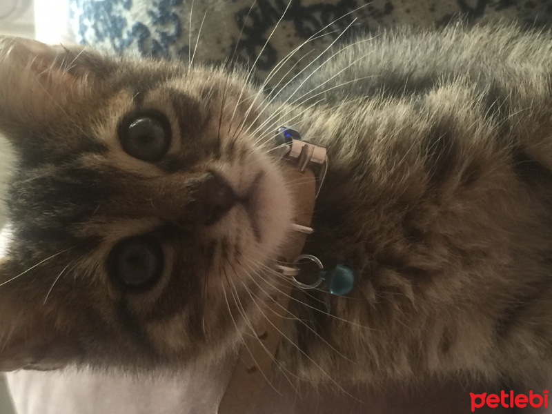 Tekir Kedi, Kedi  Pati fotoğrafı