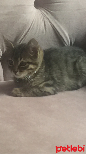 Tekir Kedi, Kedi  Pati fotoğrafı