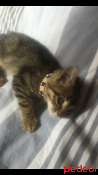 Tekir Kedi, Kedi  Pati fotoğrafı