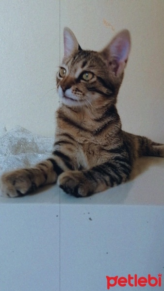 Tekir Kedi, Kedi  Miya fotoğrafı