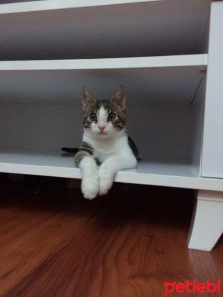 Tekir Kedi, Kedi  Maya fotoğrafı