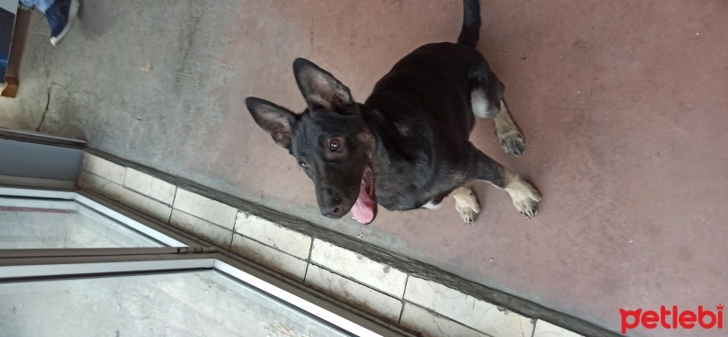 Belçika Malinois, Köpek  Boncuk fotoğrafı