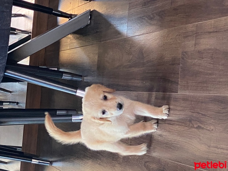 Golden Retriever, Köpek  Luna fotoğrafı