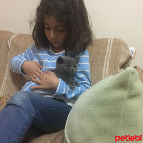 British Shorthair, Kedi  Duman fotoğrafı