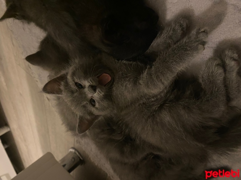 British Shorthair, Kedi  Sufle fotoğrafı