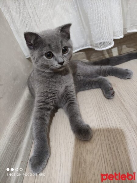 British Shorthair, Kedi  Muezza fotoğrafı