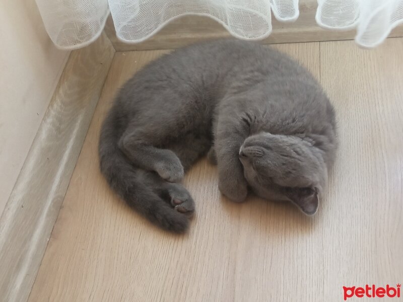 British Shorthair, Kedi  Muezza fotoğrafı