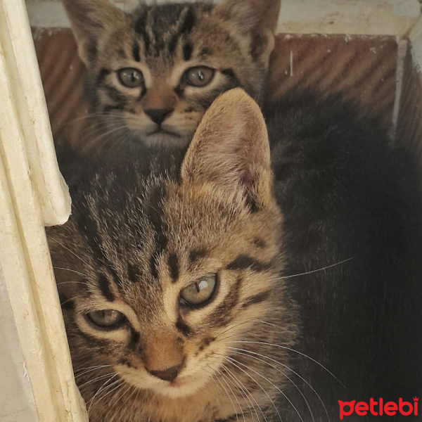 Tekir Kedi, Kedi  Yetimler fotoğrafı