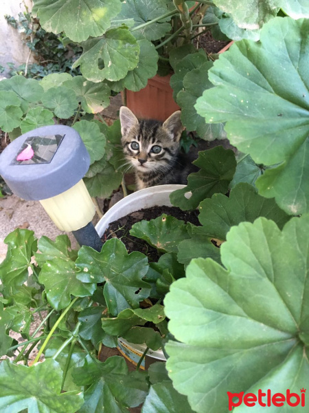 Tekir Kedi, Kedi  Yetimler fotoğrafı