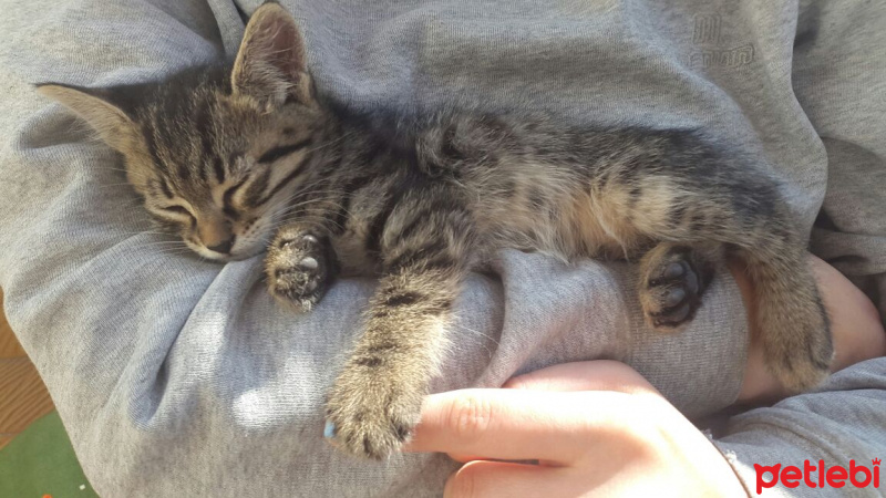 Tekir Kedi, Kedi  Yetimler fotoğrafı