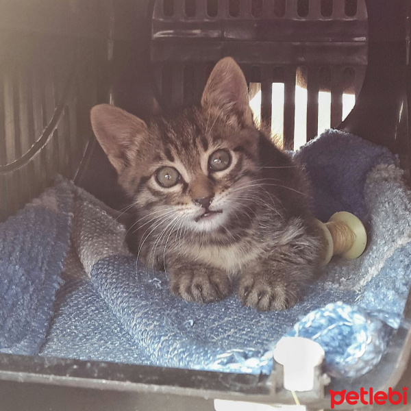 Tekir Kedi, Kedi  Yetimler fotoğrafı