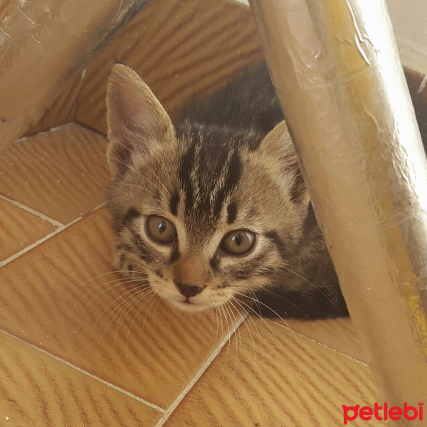 Tekir Kedi, Kedi  Yetimler fotoğrafı