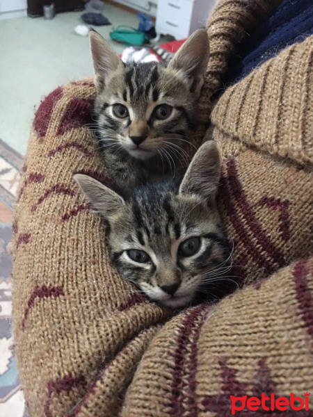 Tekir Kedi, Kedi  Yetimler fotoğrafı