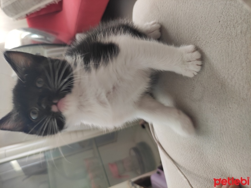 Tekir Kedi, Kedi  Gece jr fotoğrafı