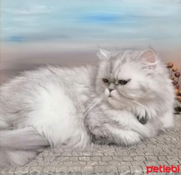 Chinchilla, Kedi  Miu fotoğrafı