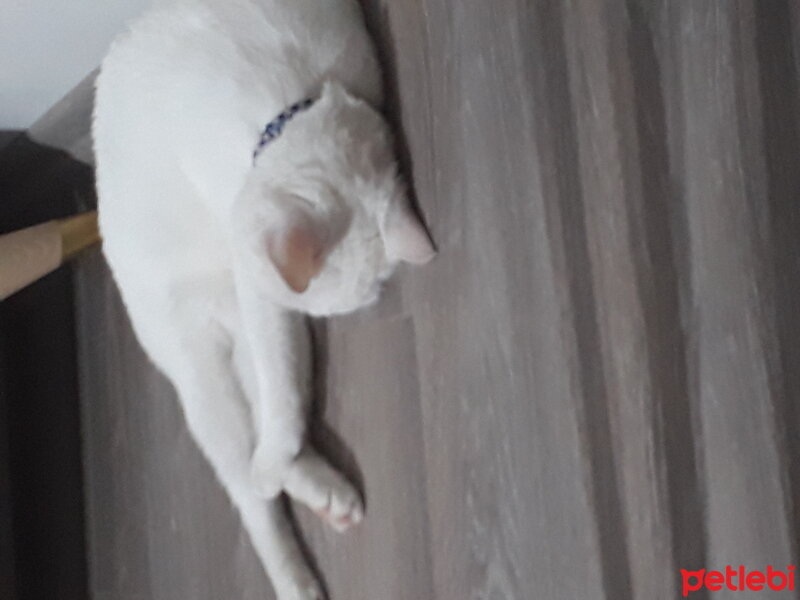 Ankara Kedisi, Kedi  Umay fotoğrafı