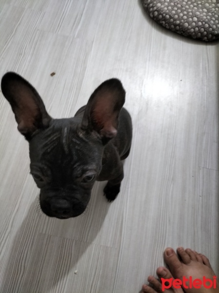 Fransız Bulldog, Köpek  Hera fotoğrafı