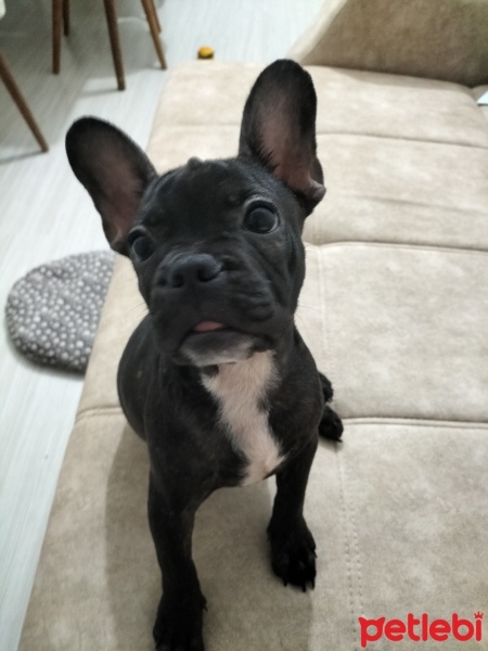 Fransız Bulldog, Köpek  Hera fotoğrafı