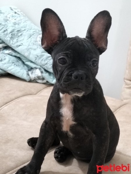 Fransız Bulldog, Köpek  Hera fotoğrafı