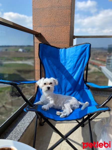 Maltese, Köpek  Bobi fotoğrafı