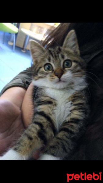American Bobtail, Kedi  pamuk fotoğrafı