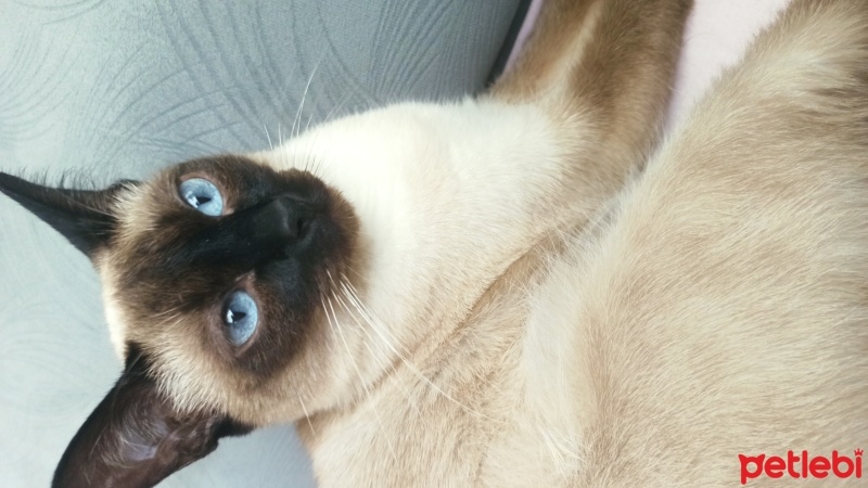 Siyam Kedisi, Kedi  Mia fotoğrafı