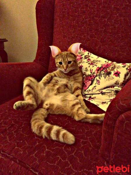 Tekir Kedi, Kedi  Poncik fotoğrafı