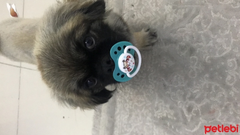 Pekingese, Köpek  Yumak fotoğrafı
